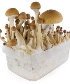 Tarnbox White Rabbit Variante – Infos einfach erklärt