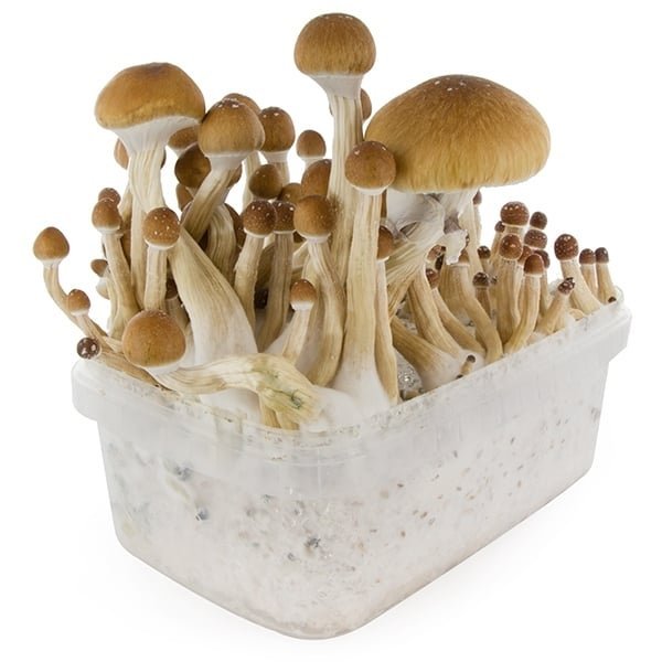 Tarnbox White Rabbit Variante – Infos einfach erklärt