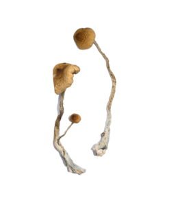 Syzygy Magic Mushrooms Wirkung – Infos einfach erklärt