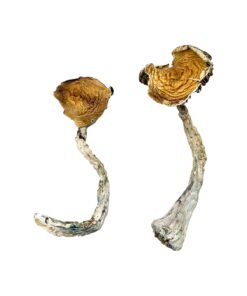 Tidal Wave Magic Mushrooms Wirkung – Infos einfach erklärt