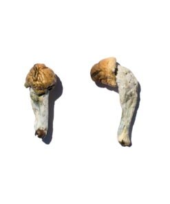 Trans Envy Magic Mushrooms Wirkung – Infos einfach erklärt