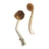 Treasure Coast Magic Mushrooms Wirkung – Infos einfach erklärt