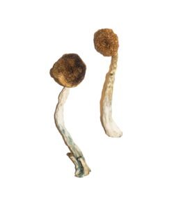Treasure Coast Magic Mushrooms Wirkung – Infos einfach erklärt