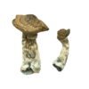 Tri-Colour Ecuadorian Magic Mushrooms Wirkung – Infos erklärt