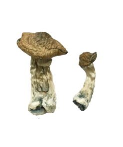 Tri-Colour Ecuadorian Magic Mushrooms Wirkung – Infos erklärt
