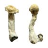 Trinity Magic Mushrooms Wirkung – Infos einfach erklärt