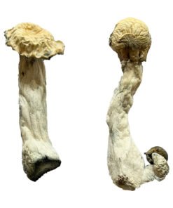 Trinity Magic Mushrooms Wirkung – Infos einfach erklärt