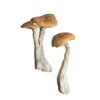 Wavy Caps Magic Mushrooms Wirkung – Infos einfach erklärt
