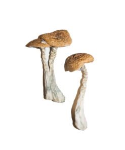 Wavy Caps Magic Mushrooms Wirkung – Infos einfach erklärt