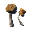 Wollongong Magic Mushrooms Wirkung – Infos einfach erklärt