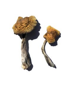 Wollongong Magic Mushrooms Wirkung – Infos einfach erklärt
