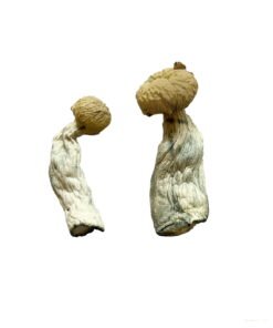 Yeti Magic Mushrooms Wirkung – Infos einfach erklärt