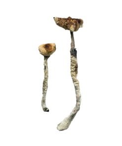 Z-Strain Magic Mushrooms Wirkung – Infos einfach erklärt